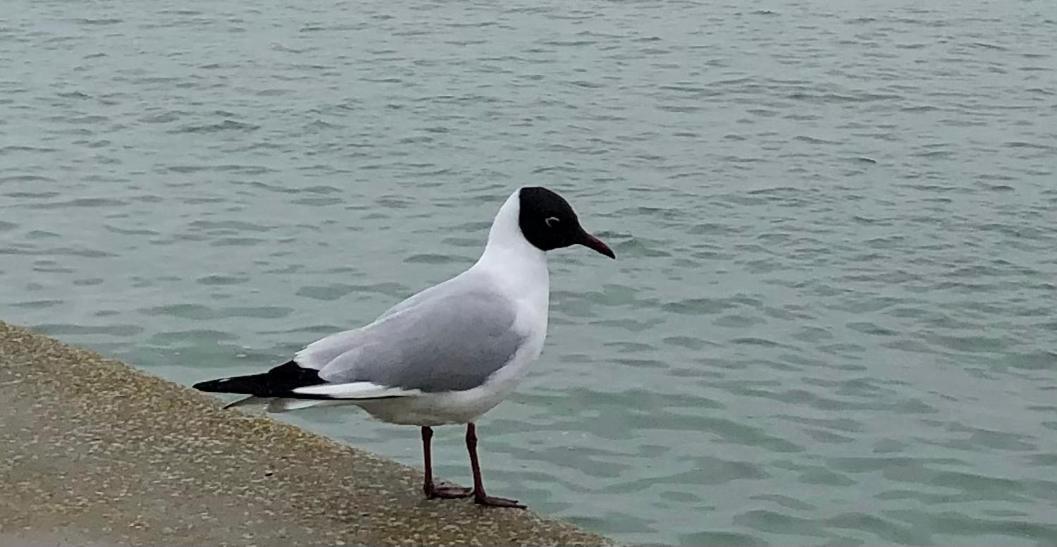 Nuit Insolite Sur Un Voilier Au Coeur De La Rochelle La Rochelle (Charente-Maritime) Exterior foto